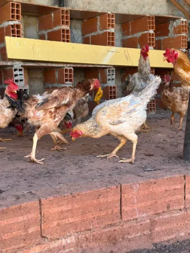 Galinhas caipira apartir de 50 reais