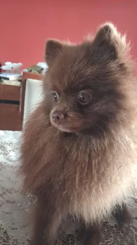 SPITZ ALEMÃO PELAGEM EXUBERANTE COR CHOCOLATE 
