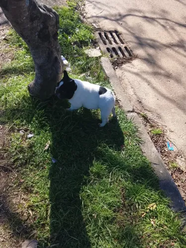 Bulldog francês mini