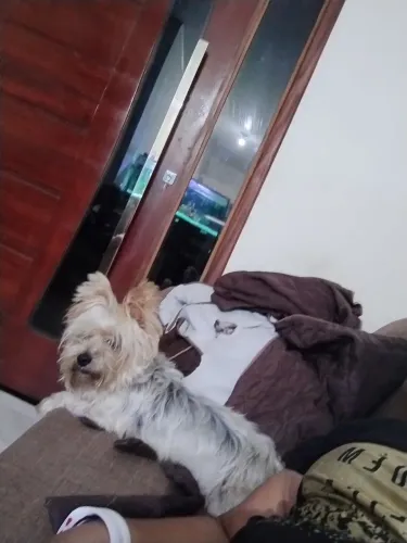 Vendo yorkshire terrier *68