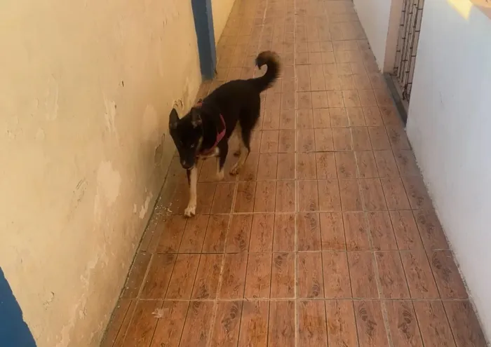Husky siberiano fêmea