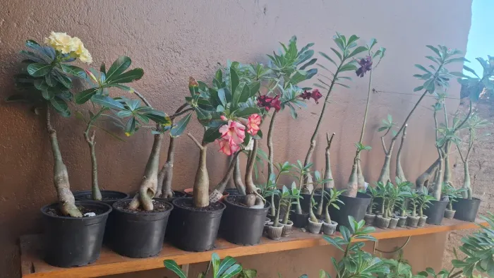 Rosa do Deserto todas por 300