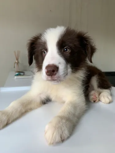  Border collie (macho marrom)(preta com branca e fêmea)