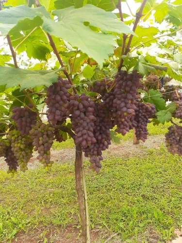 Mudas de uvas, mais de 8 opções entregamos na sua casa
