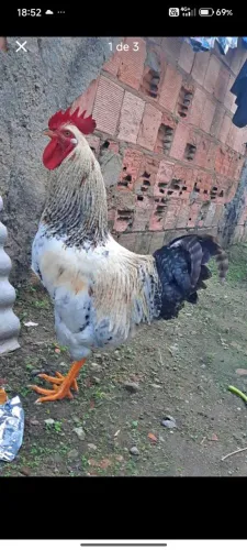 Galo