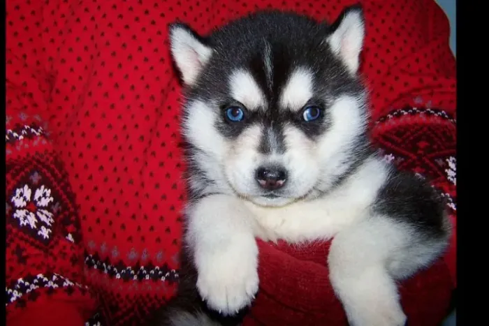 Filhotes de Husky Siberiano | Alegria garantida com esses filhotes