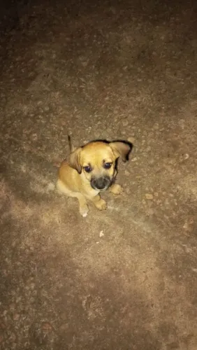 Doação de Filhotes Porte Pequeno