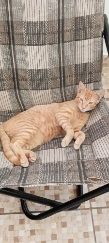 Gatos laranjas para adoção responsável (leia a descrição abaixo!!)