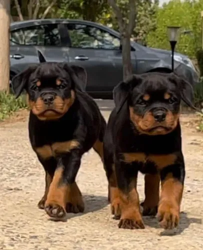 Rottweiler Cuidar é mostrar amor