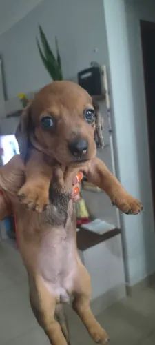 Vendo femia raça salsicha marron
