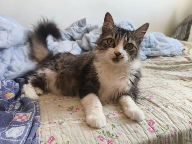 ? Doação de Gatinhos! ?