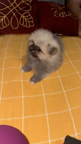 Cachorro Lulu da Pomerânia