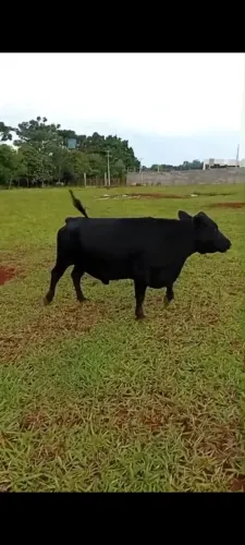 Mini vaca 