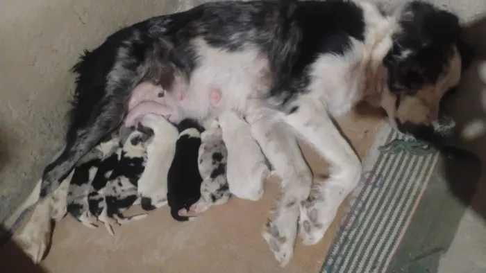 Filhotes de Border Collie