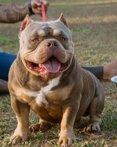 Filhotes american bully