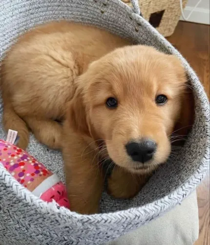Filhote de Golden Retriever O Companheiro Ideal Para Todos os Momentos
