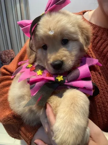 Golden Preparado para se apaixonar nesse arraiá?