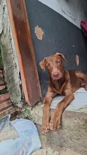 Doaca