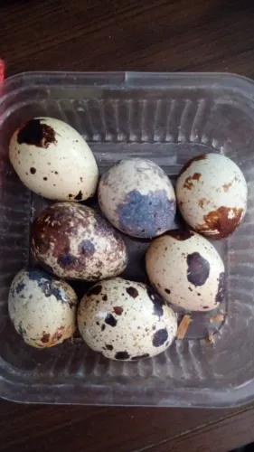 Ovos de codorna galados