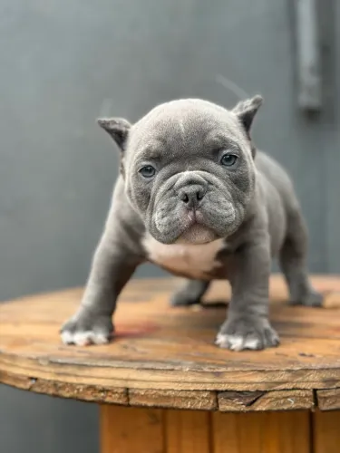 AMERICAN BULLY MICRO - MACHO