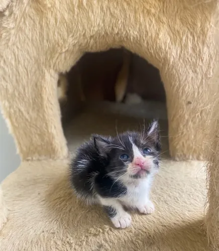Gatinho macho para adoção