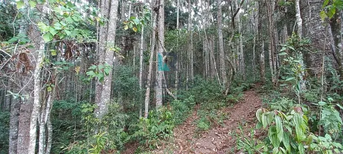 SÍTIO COM AURACÁRIAS E RICO EM ÁGUA EM MARMELÓPIS -MG