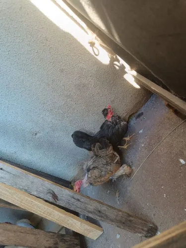 Galinha garnisé polaca 