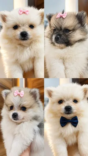 Lulu da Pomerânia