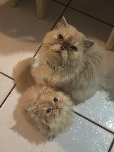 Gato persa macho 100% puro! (1 ano)Aceito negociação 