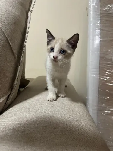 Gatinha