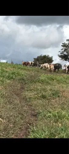 Vendo fazenda Carmopolis 100 tarefas!