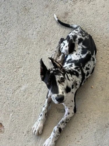 Dogue alemão fêmea com pedigree
