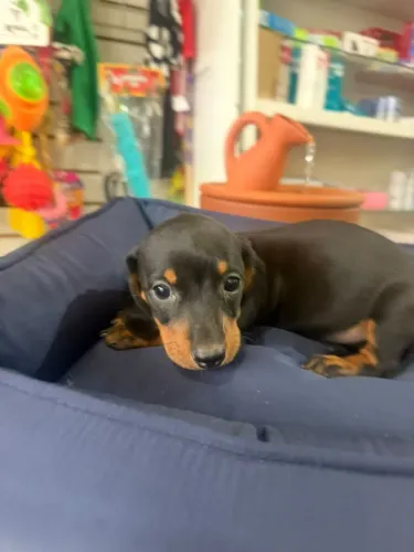 Filhote Basset macho