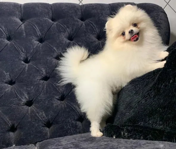 Spitz Alemão ALTO PADRÃO