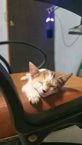 Gatinha para adoção 2 meses - Castração Garantida