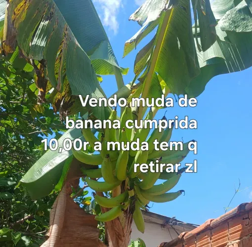 Vendo cacho de banana 50,00r