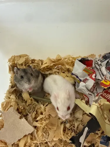 HAMSTER ANÃO RUSSO