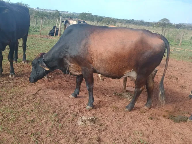 Vaca leiteira
