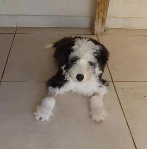 Filhote de Old English Sheepdog