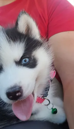 Husky siberiano