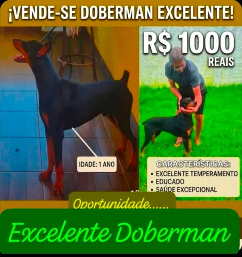 VENDE-SE DOBERMAN LINDO
