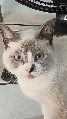 Linda gatinha branca olhos azuis