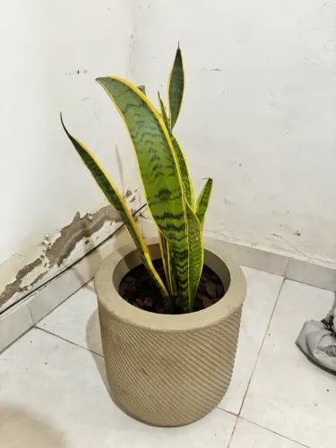 Espada de São Jorge com o vaso