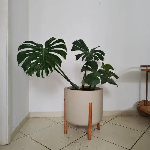 Planta Costela de Adão + vaso