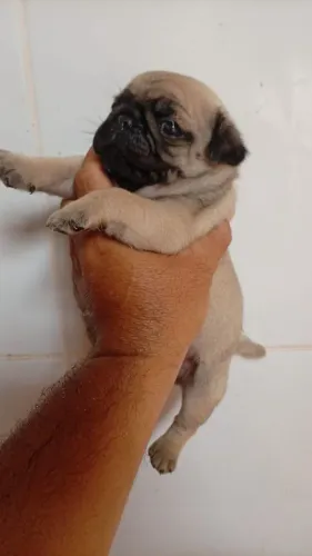 cachorro