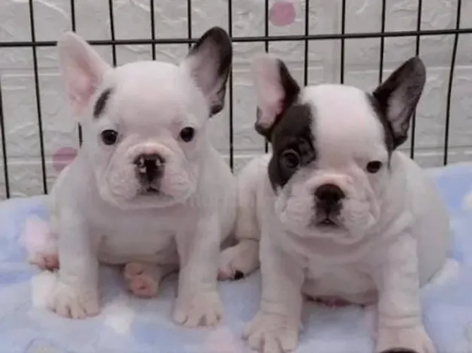 Bulldog Francês Filhotes Companhia Magnífica. 