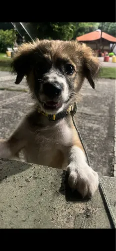 Doação de Pet