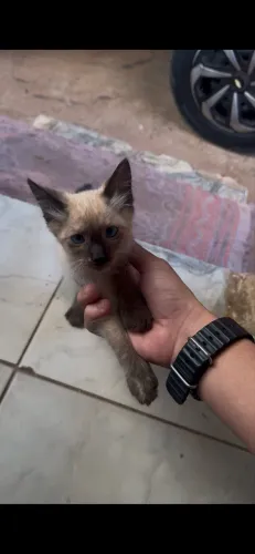 Adoção de gatinho