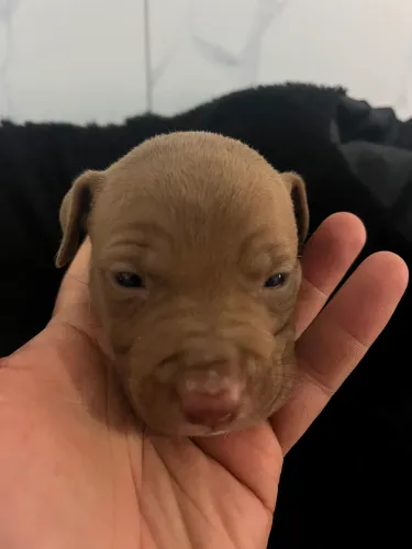 Filhote de Pitbull 