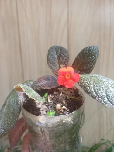 A planta é Epíscia, conhecida como planta-tapete<br><br><br><br>+3<br>A planta na imagem é u